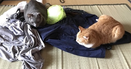 20170809_074202303_iOS.jpg