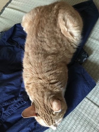20170809_074600388_iOS.jpg