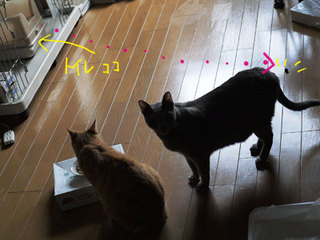 P1040049.jpg